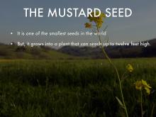 Mustard Seed